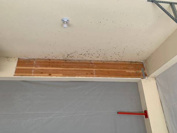 Mold Documentation for Insurance Claims in Shoal Creek, AL