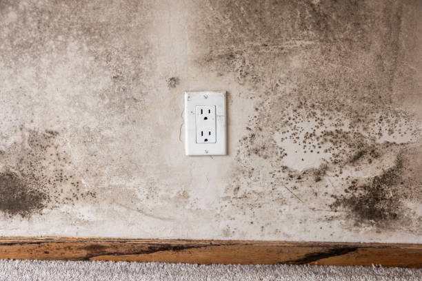 Best Indoor Air Quality Assessment  in Sho Creek, AL